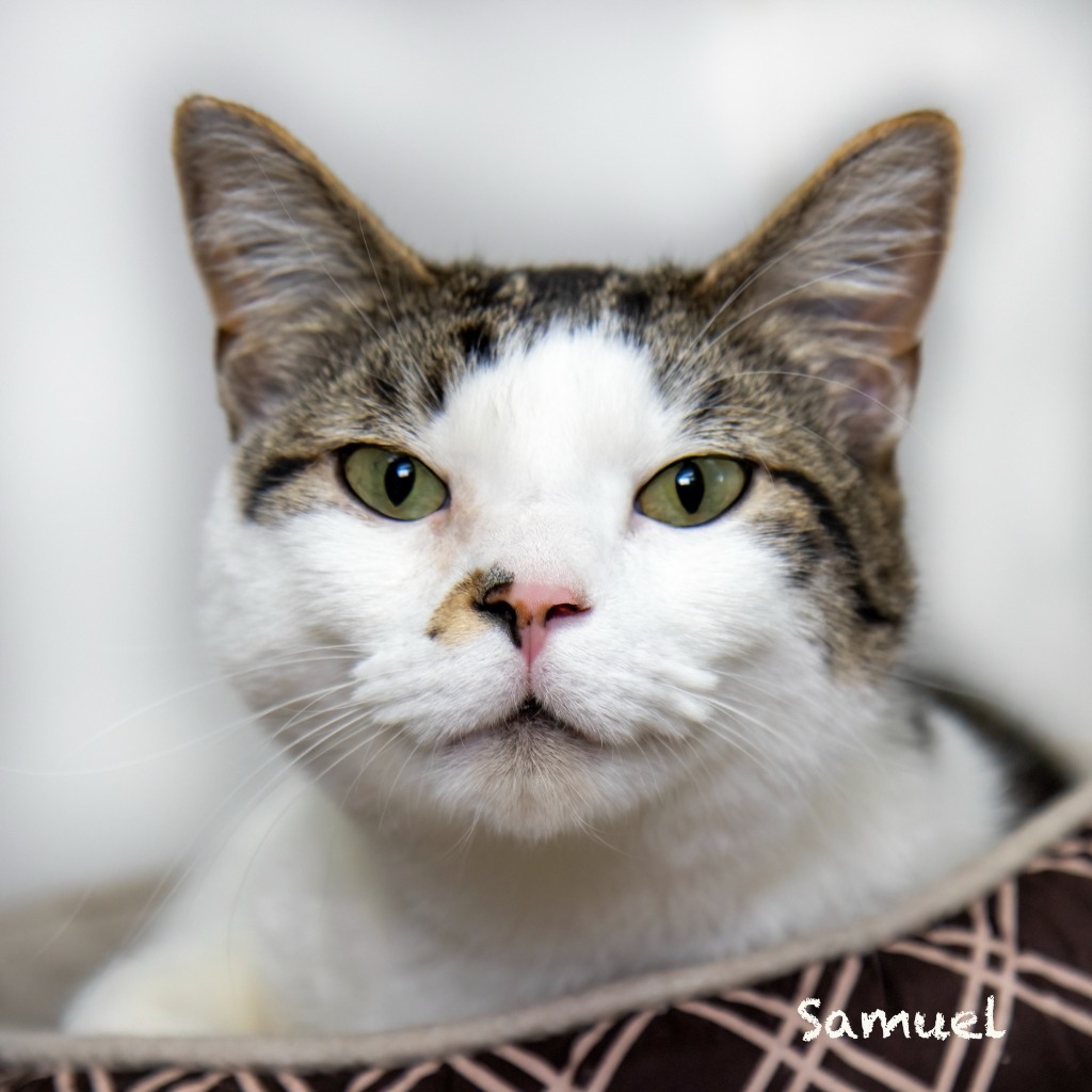 Samuel, an adoptable Domestic Short Hair in Hot Springs Village, AR, 71909 | Photo Image 2