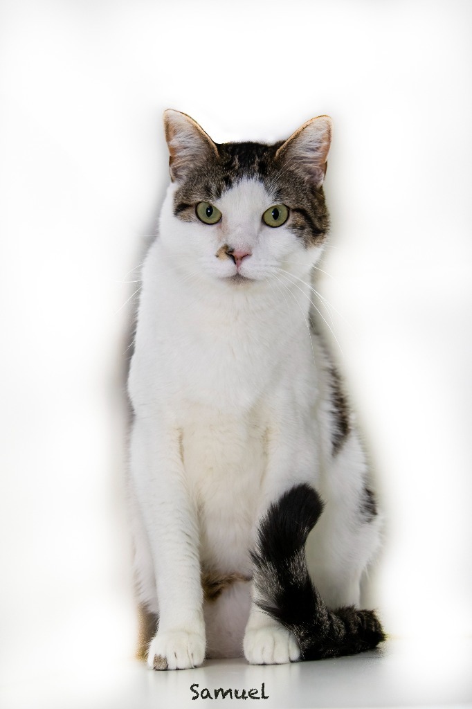 Samuel, an adoptable Domestic Short Hair in Hot Springs Village, AR, 71909 | Photo Image 3