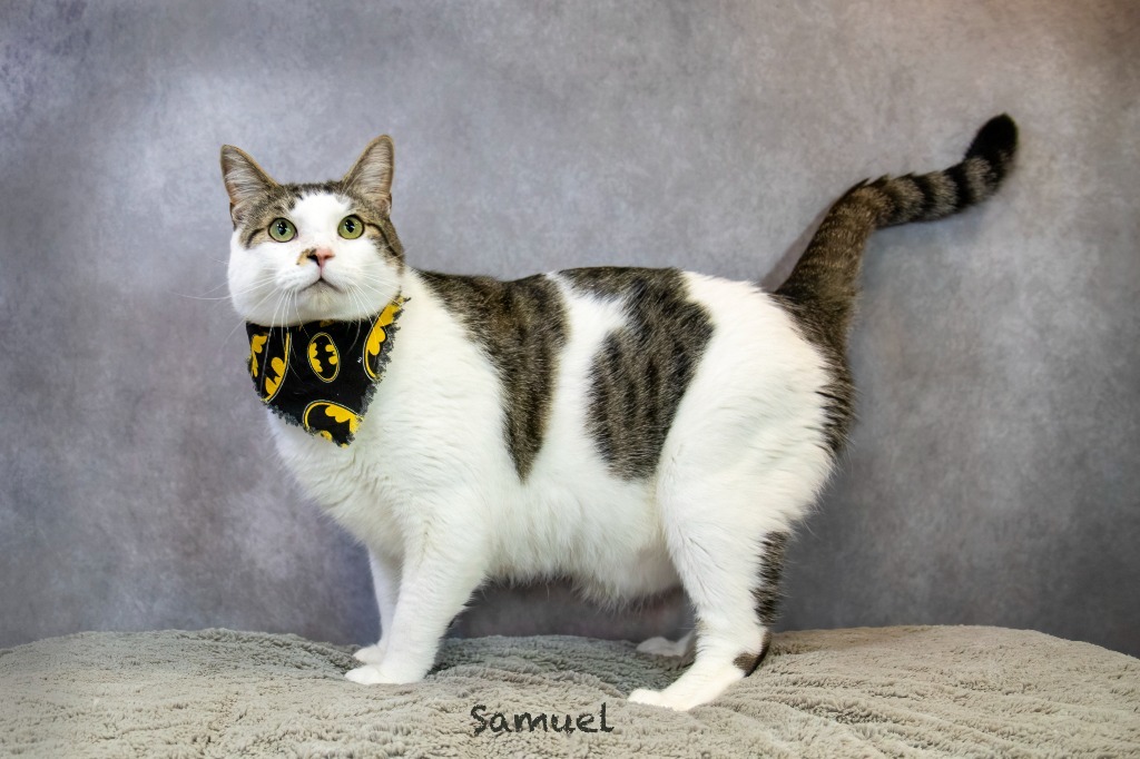 Samuel, an adoptable Domestic Short Hair in Hot Springs Village, AR, 71909 | Photo Image 4