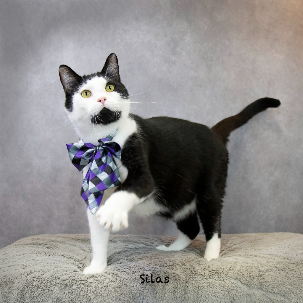 Silas, an adoptable Domestic Medium Hair in Hot Springs Village, AR, 71909 | Photo Image 1