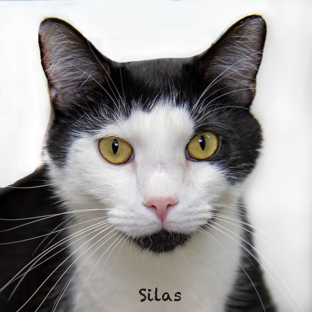 Silas, an adoptable Domestic Medium Hair in Hot Springs Village, AR, 71909 | Photo Image 2