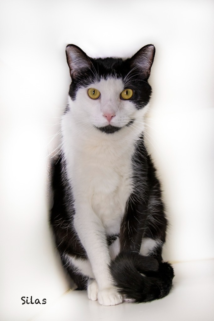 Silas, an adoptable Domestic Medium Hair in Hot Springs Village, AR, 71909 | Photo Image 3