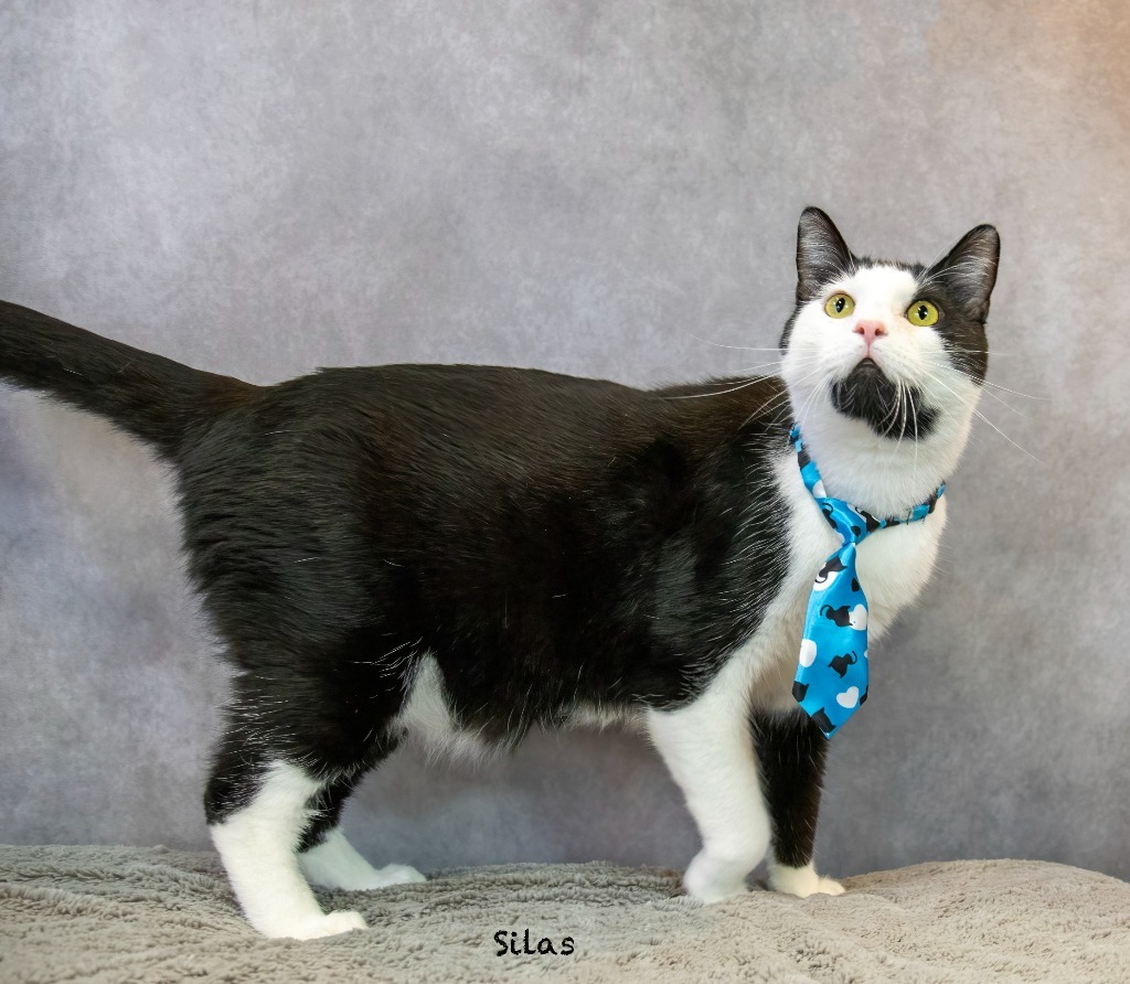 Silas, an adoptable Domestic Medium Hair in Hot Springs Village, AR, 71909 | Photo Image 4