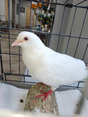 Pavlova Pigeon Bird