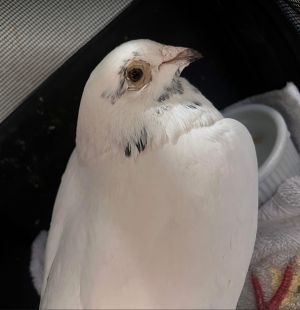 Belinay Pigeon Bird