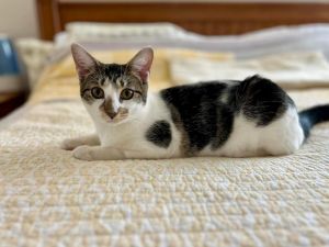 Hi my name is Madison I am an 8 month old female kitty I am looking for a loving and