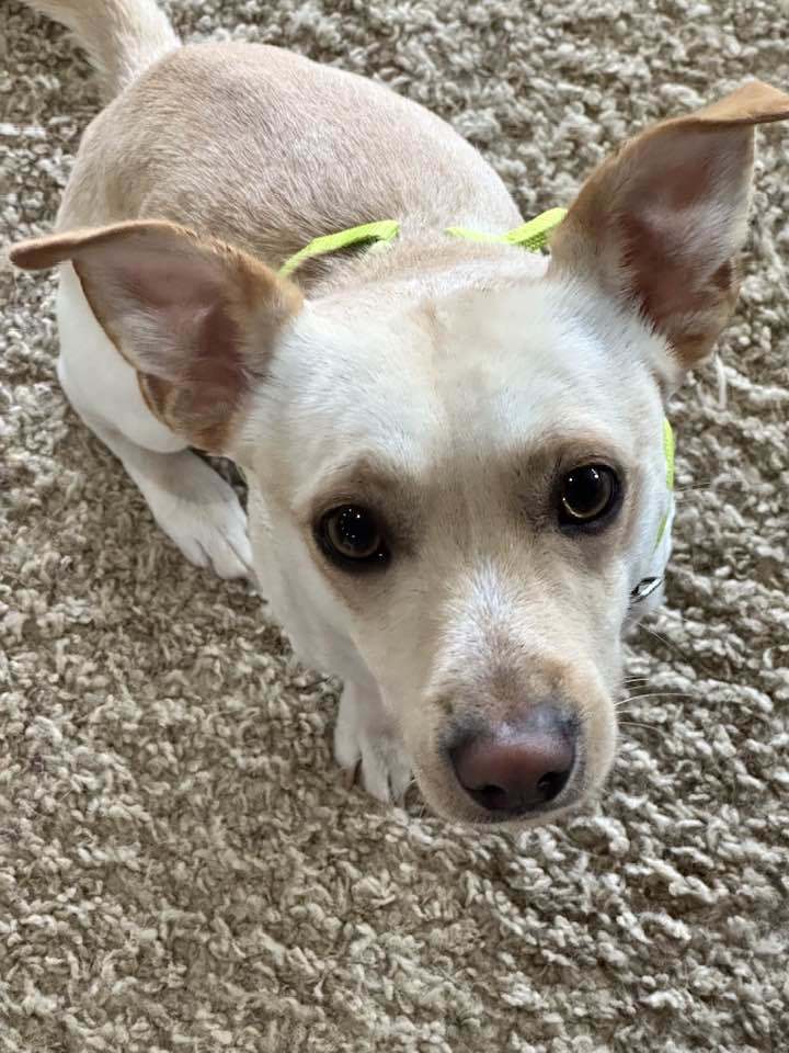 JD, an adoptable Chihuahua in Polson, MT, 59860 | Photo Image 1