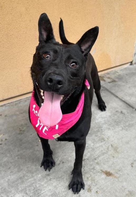 Luna, an adoptable Pit Bull Terrier in Incline Village, NV, 89450 | Photo Image 1