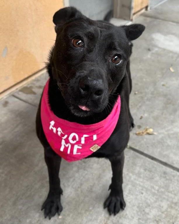 Luna, an adoptable Pit Bull Terrier in Incline Village, NV, 89450 | Photo Image 2