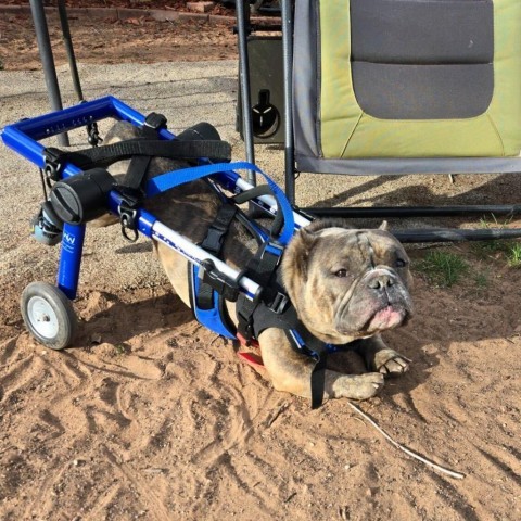 Cobra Bubbles, an adoptable American Bulldog in Moab, UT, 84532 | Photo Image 3