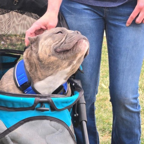 Cobra Bubbles, an adoptable American Bulldog in Moab, UT, 84532 | Photo Image 4