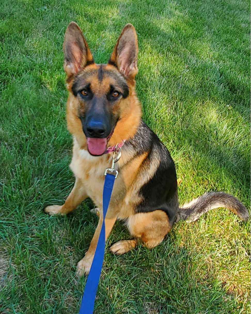 Armani, an adoptable German Shepherd Dog in Gretna, NE, 68028 | Photo Image 1