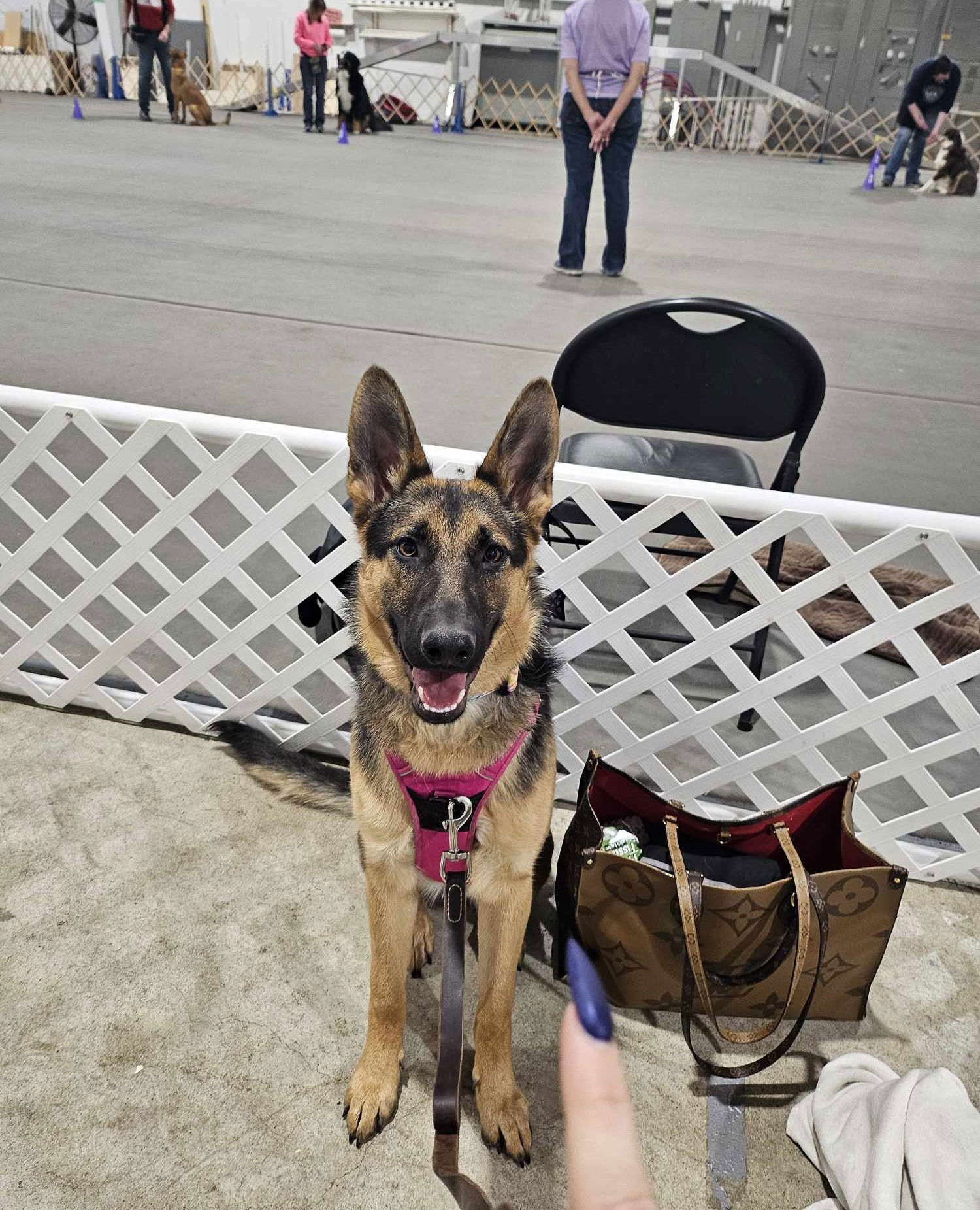 Armani, an adoptable German Shepherd Dog in Gretna, NE, 68028 | Photo Image 2