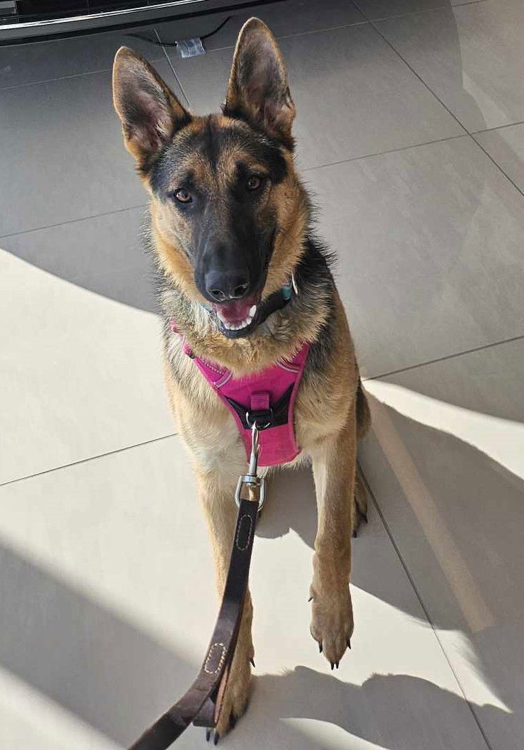 Armani, an adoptable German Shepherd Dog in Gretna, NE, 68028 | Photo Image 3