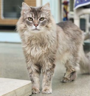 DOB 10212015 Get ready to meet Porthos a charming feline with a long-haired coat and a heart of 