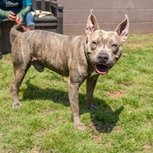 Blarney is looking for a little luck getting him out of the shelter and into a loving home He has