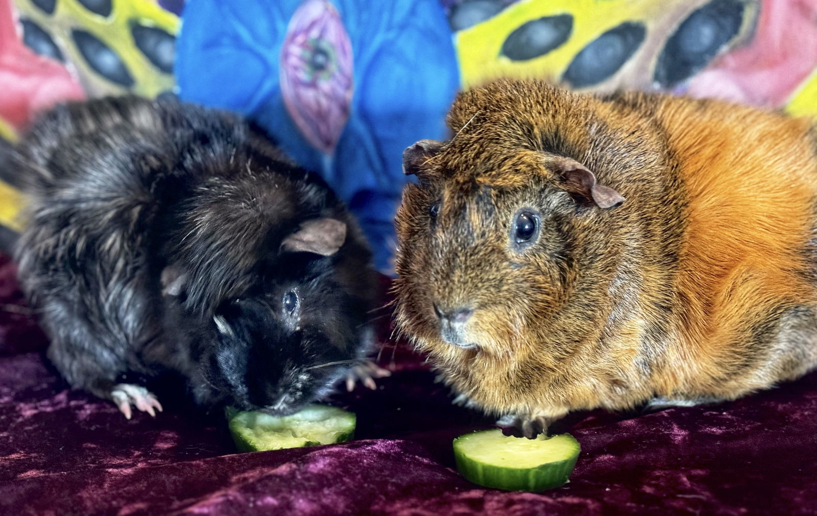 Piglet and Paulo