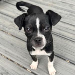 Walter could not be any cuter He looks like a Boston Terrier mix to us We are expecting Walter to