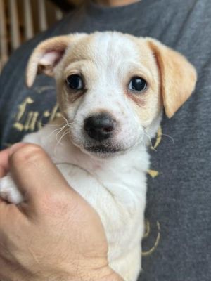 Hoopa Chihuahua Dog