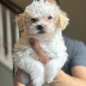 Squirtle Miniature Poodle Dog