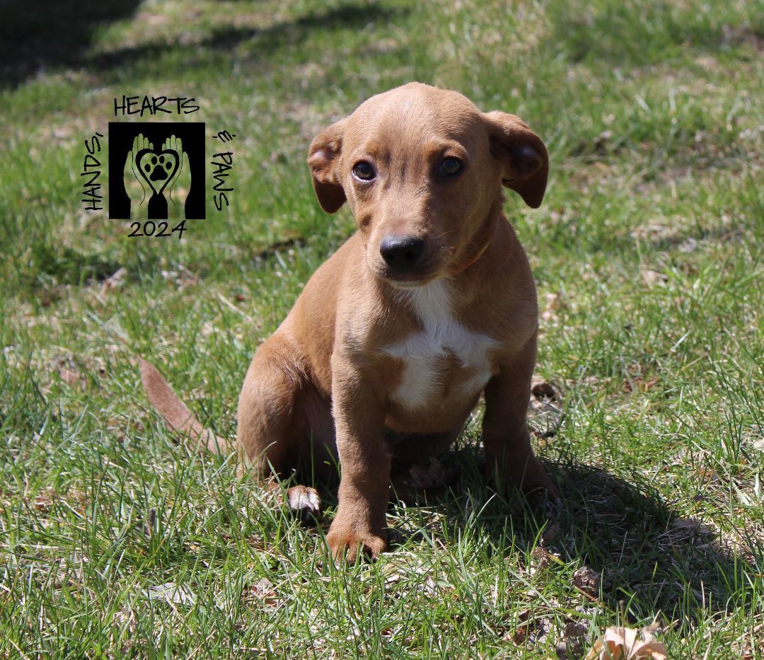 Dog for adoption - Aardvark, a Chihuahua & Dachshund Mix in Omaha, NE