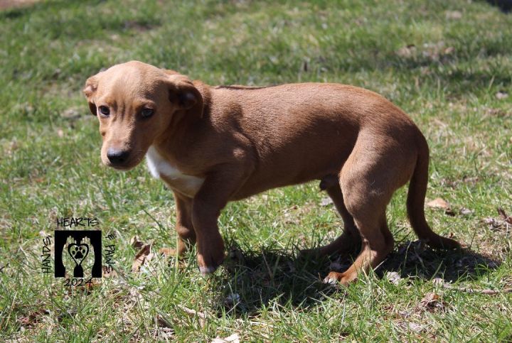 Dog for adoption - Aardvark, a Chihuahua & Dachshund Mix in Omaha, NE