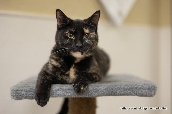 Sally Jackson, an adoptable Tortoiseshell in Parlier, CA, 93648 | Photo Image 2