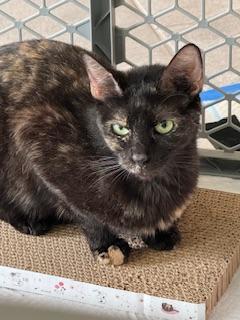 Sally Jackson, an adoptable Tortoiseshell in Parlier, CA, 93648 | Photo Image 3