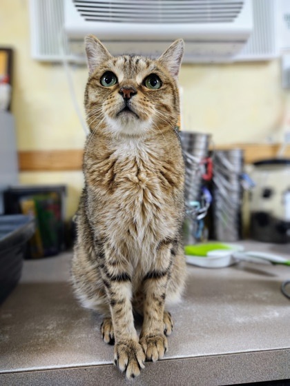 Belize, an adoptable Domestic Short Hair in San Antonio, TX, 78217 | Photo Image 1