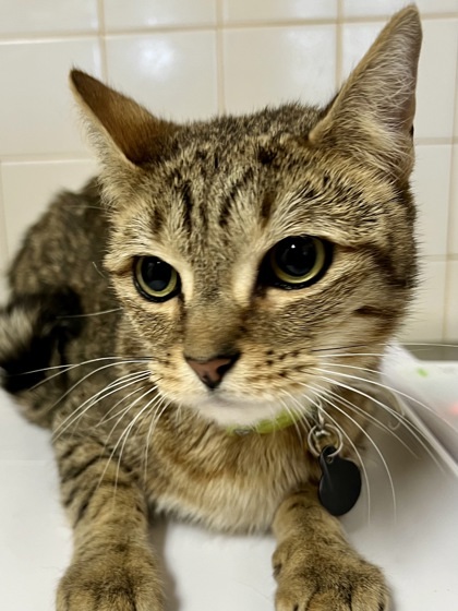 Belize, an adoptable Domestic Short Hair in San Antonio, TX, 78217 | Photo Image 3