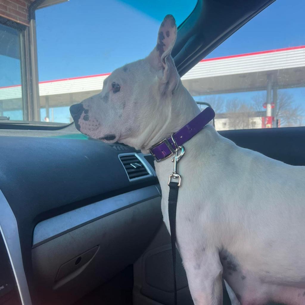 Raven, an adoptable Pit Bull Terrier, Mixed Breed in Joliet, IL, 60436 | Photo Image 3