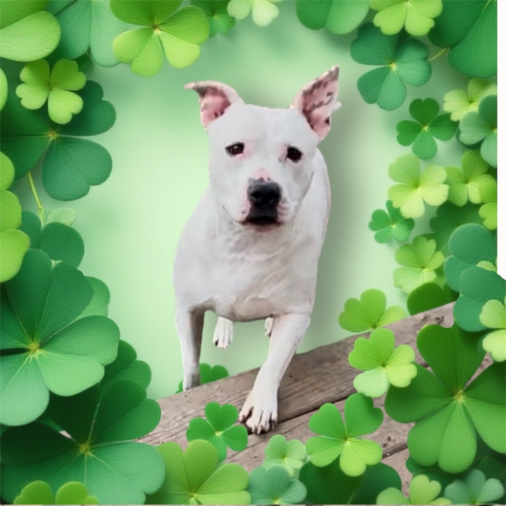 Raven, an adoptable Pit Bull Terrier, Mixed Breed in Joliet, IL, 60436 | Photo Image 5