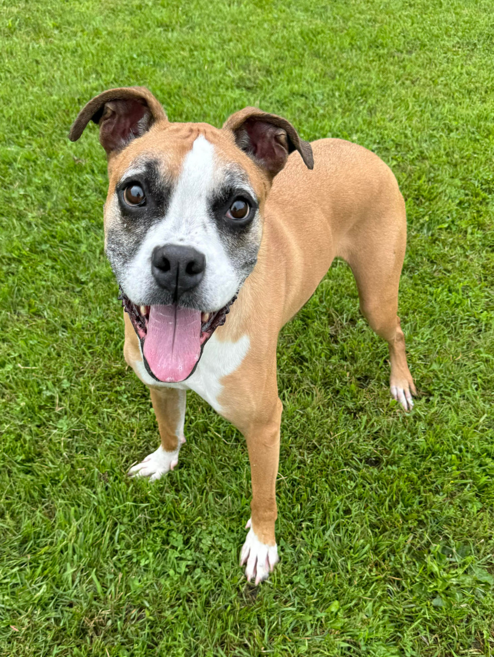 Russell - FOSTER OR ADOPT ME!!, an adoptable Boxer in Shakopee, MN, 55379 | Photo Image 1