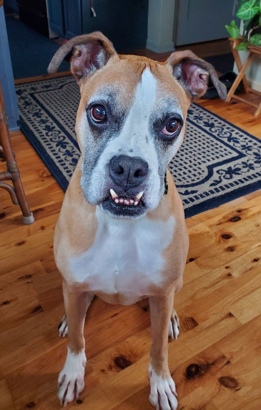 Russell, an adoptable Boxer in Shakopee, MN, 55379 | Photo Image 1