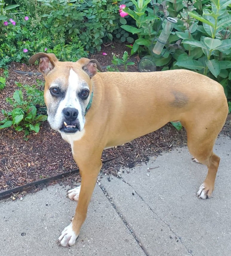 Russell, an adoptable Boxer in Shakopee, MN, 55379 | Photo Image 2