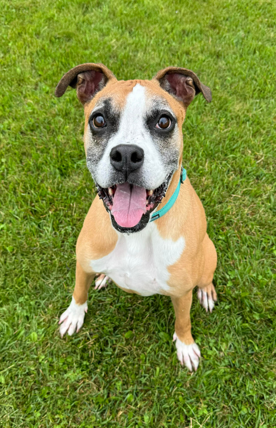 Russell - FOSTER OR ADOPT ME!!, an adoptable Boxer in Shakopee, MN, 55379 | Photo Image 3