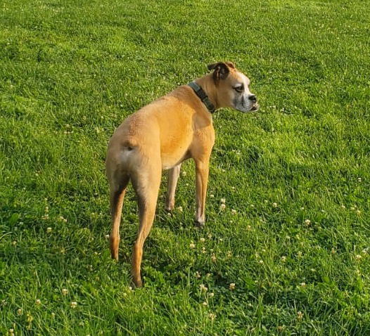 Russell, an adoptable Boxer in Shakopee, MN, 55379 | Photo Image 3