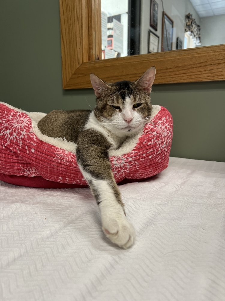 Phillip, an adoptable Domestic Short Hair in Houghton, MI, 49931 | Photo Image 1