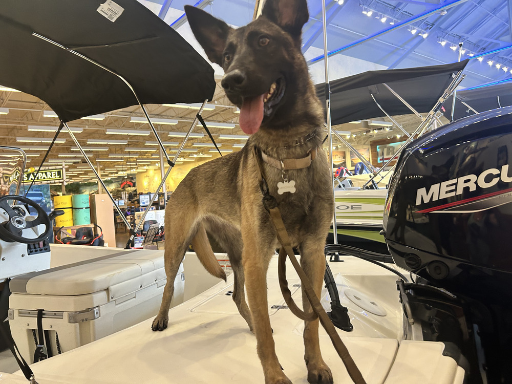 Veronica - located in Florida, an adoptable Belgian Shepherd / Malinois in Imlay City, MI, 48444 | Photo Image 1