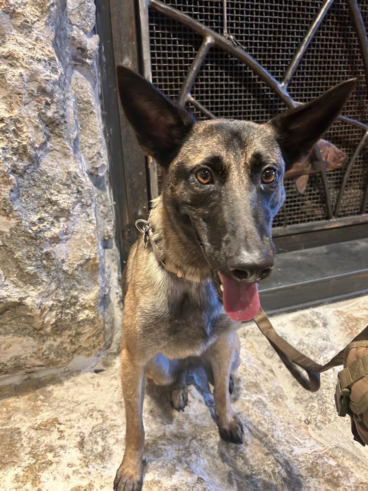 Veronica - located in Florida, an adoptable Belgian Shepherd / Malinois in Imlay City, MI, 48444 | Photo Image 2