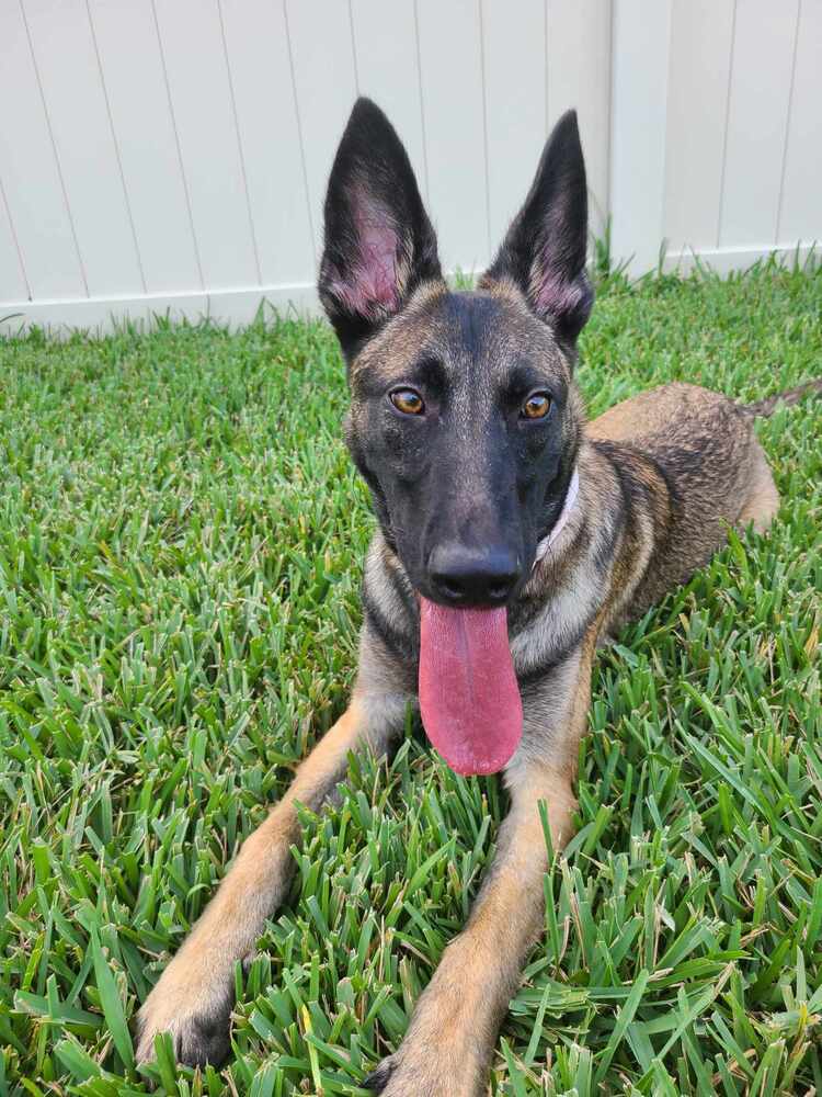 Veronica - located in Florida, an adoptable Belgian Shepherd / Malinois in Imlay City, MI, 48444 | Photo Image 5