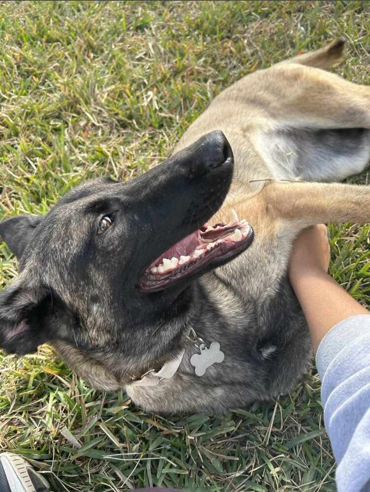 Veronica - located in Florida, an adoptable Belgian Shepherd / Malinois in Imlay City, MI, 48444 | Photo Image 6