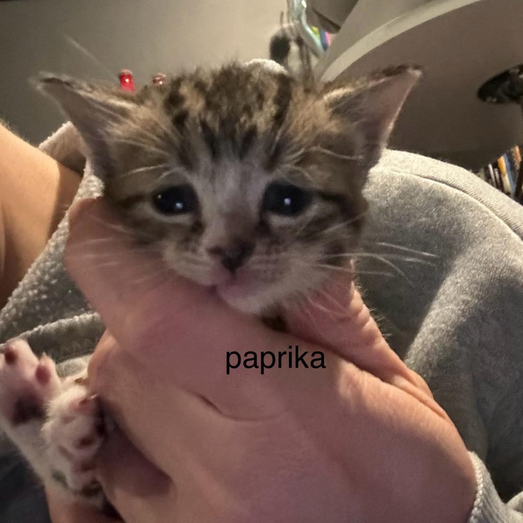 Paprika, an adoptable Domestic Short Hair in Hinesville, GA, 31313 | Photo Image 1