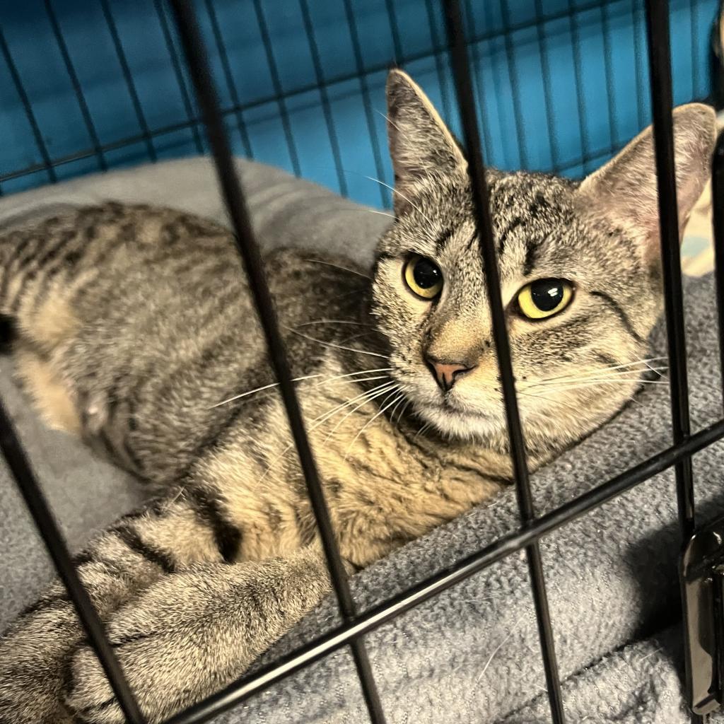 Jovie, an adoptable Domestic Short Hair in Hinesville, GA, 31313 | Photo Image 1
