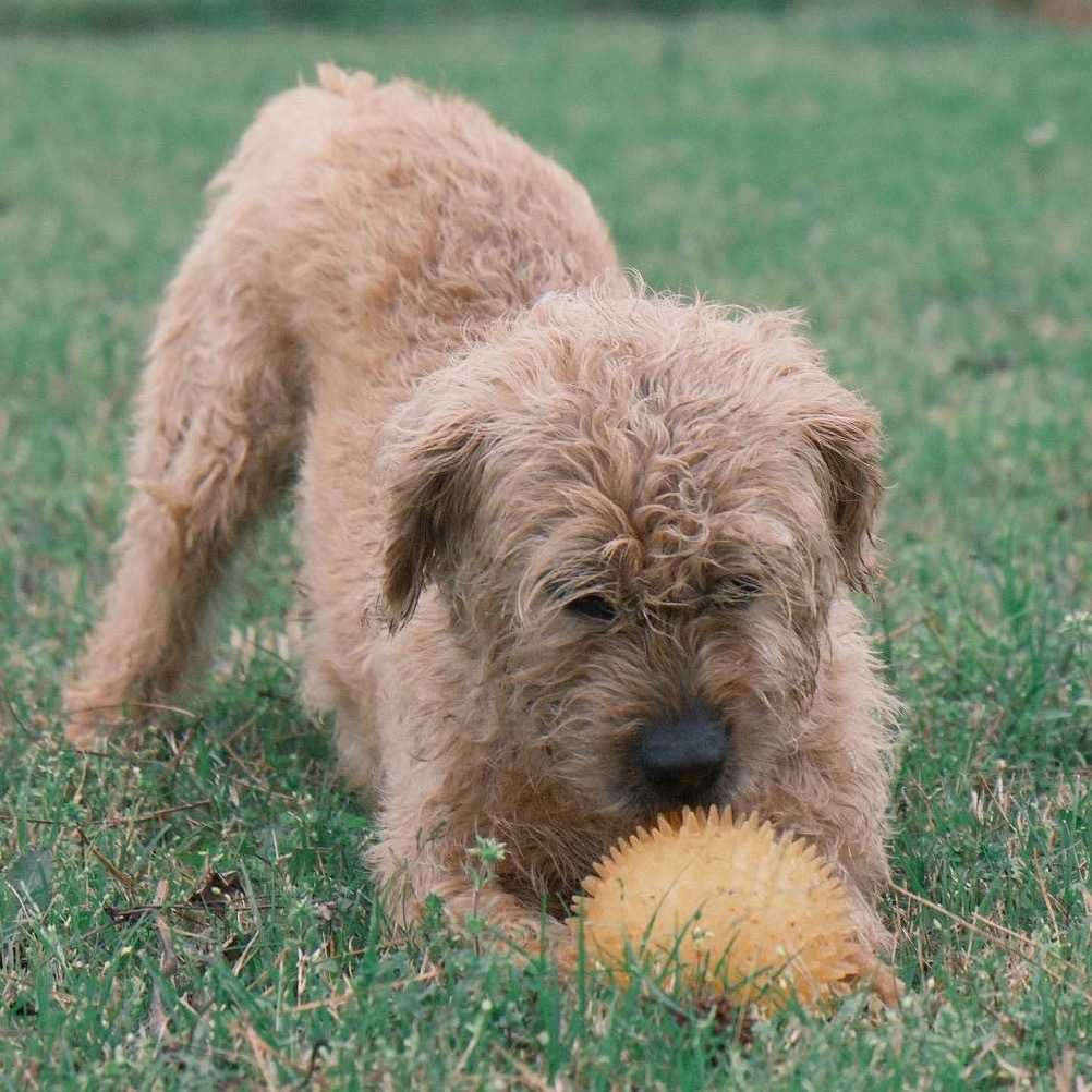 Peter Piper, an adoptable Poodle, Terrier in Houston, TX, 77006 | Photo Image 5
