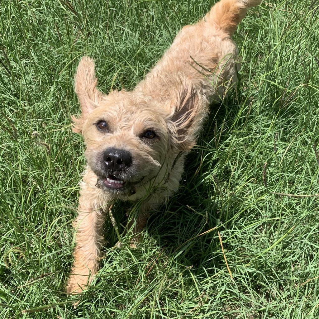 Peter Piper, an adoptable Poodle, Terrier in Houston, TX, 77006 | Photo Image 5