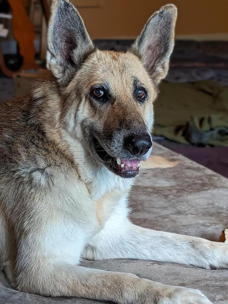 Dog for adoption - Amber, a German Shepherd Dog in Fulton, CA | Petfinder