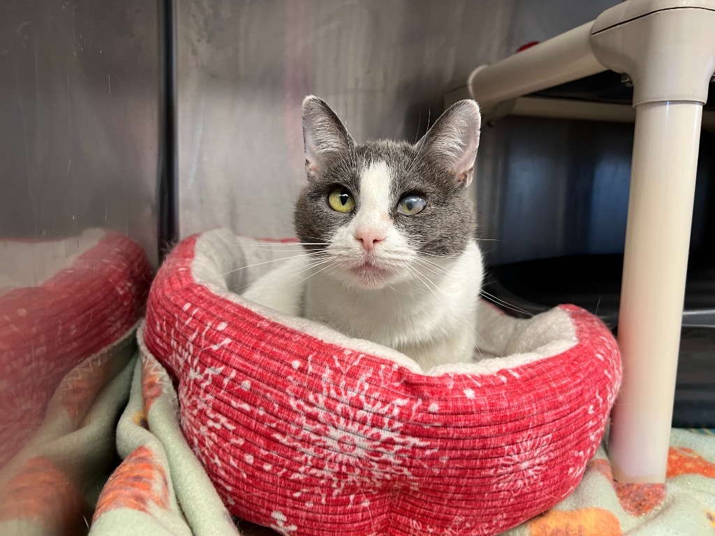 Monica, an adoptable Domestic Short Hair in Lansing, KS, 66043 | Photo Image 1