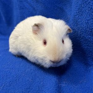 Im Rueben a 1 year old male guinea pig who was surrendered by my family with m