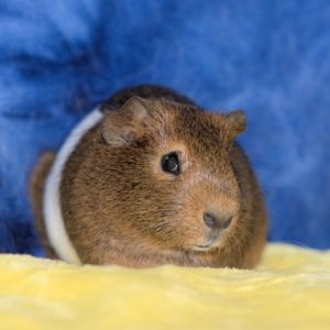Im Eddie an American male guinea pig that was born on 101723 after my parents were found and res